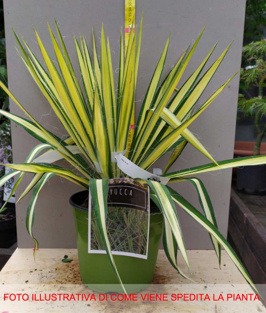 YUCCA GOLDEN HEART IN VASO 18CM