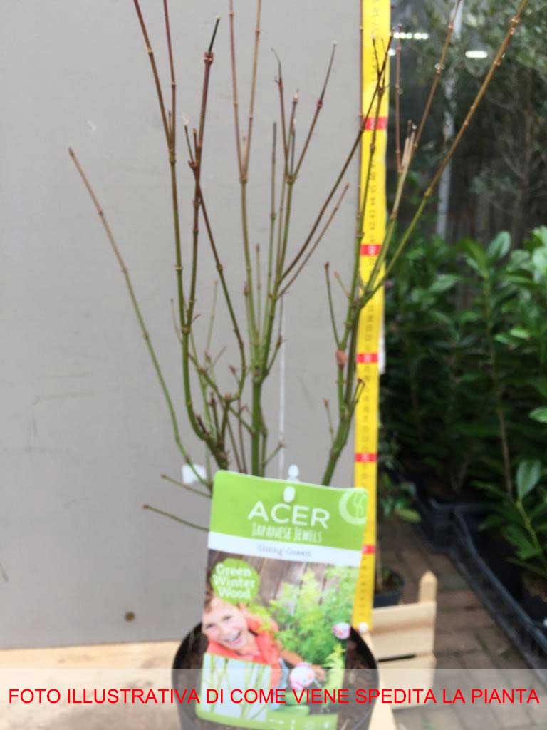 ACERO PALMATUM GOING GREEN  IN VASO 15CM