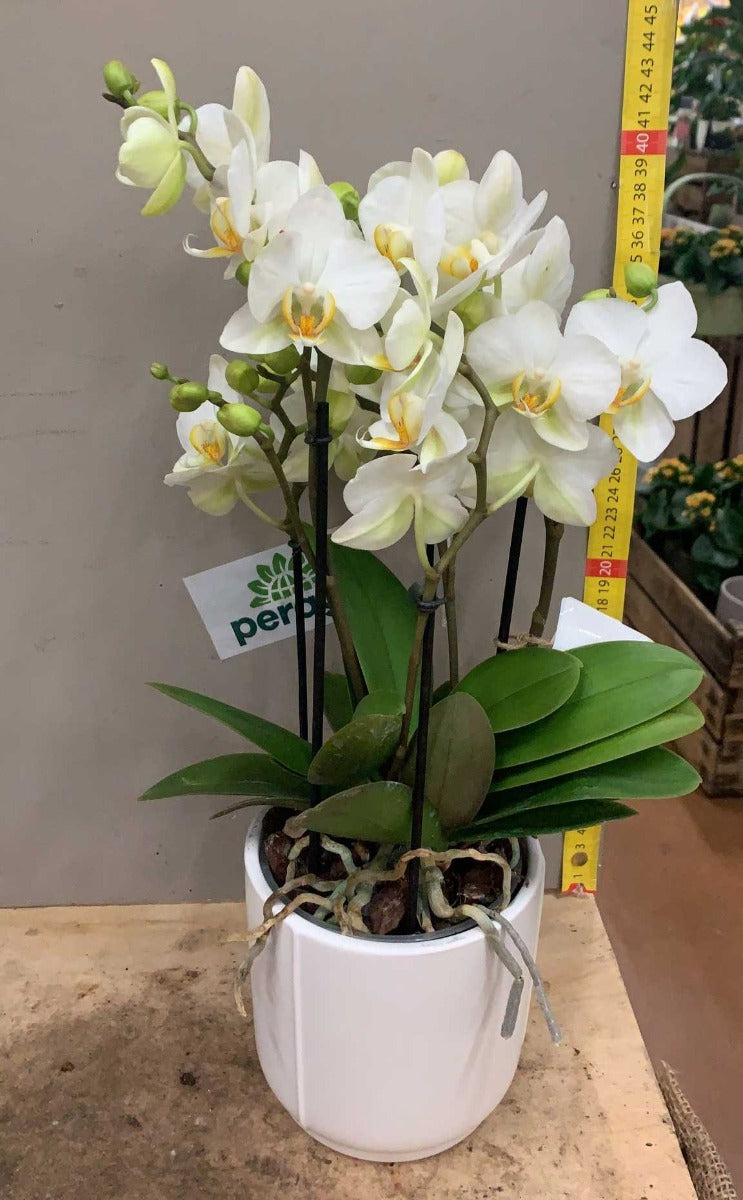 ORCHIDEA PHALAENOPSIS BIANCA VASO BOQUETTE 12CM