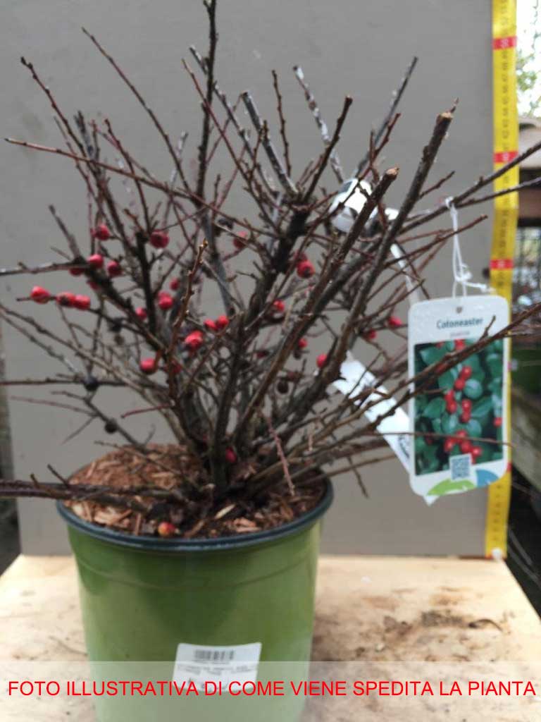 COTONEASTER PRAECOX BOER IN VASO 18CM