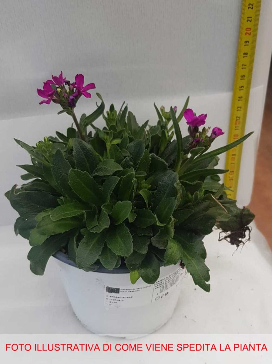 ARABIS FUCSIA IN VASO 14CM