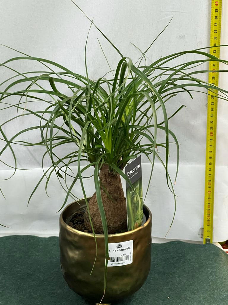 BEAUCARNEA O PIANTA MANGIAFUMO VASO CERAMICO 12CM