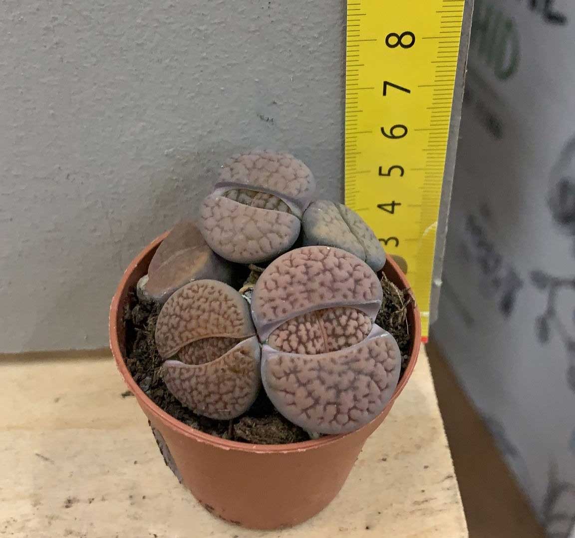 LITHOPS VARIETA' ASSORTITA VASO 8CM