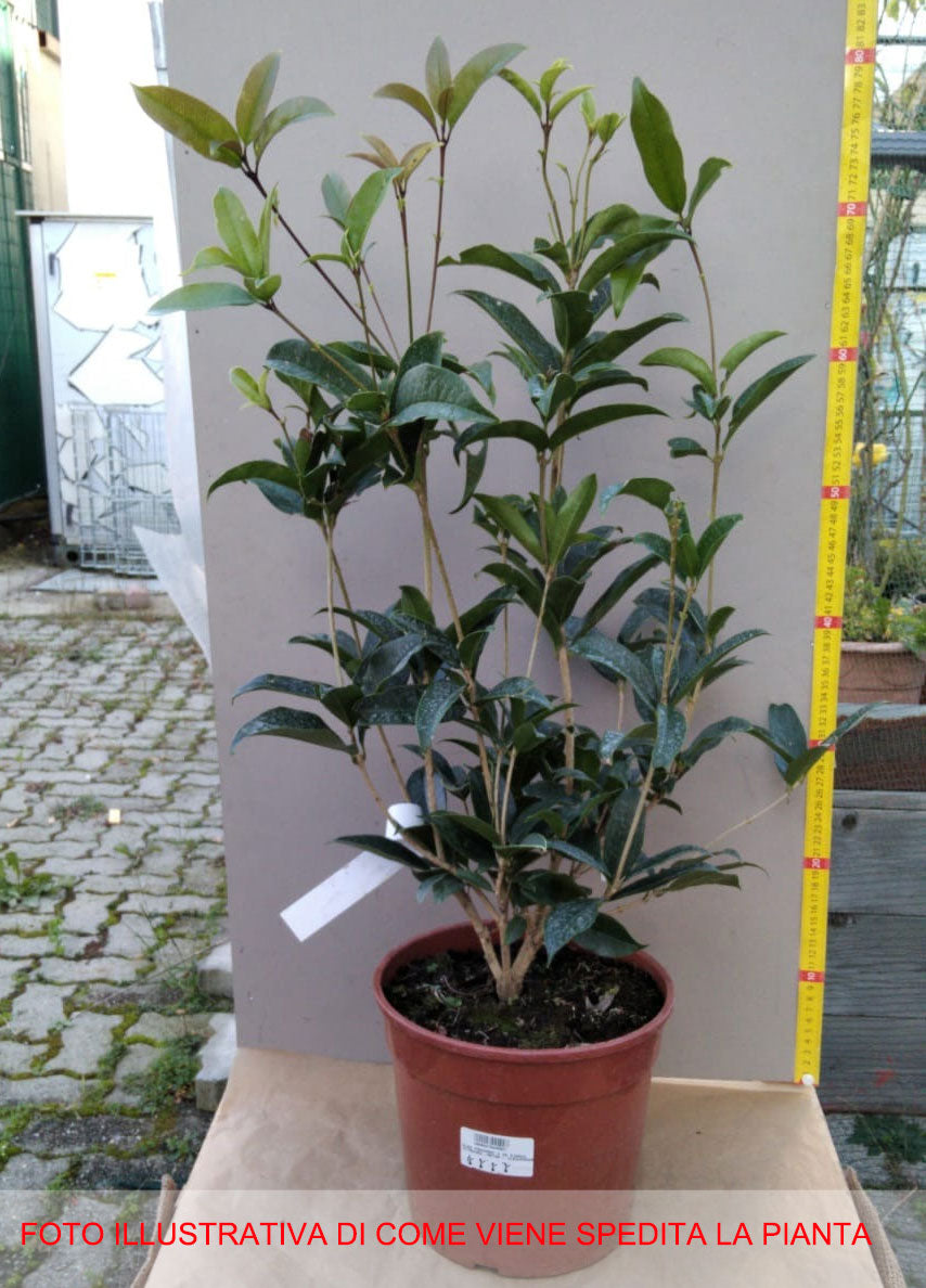 OSMANTHUS FRAGRANS OLEA FRAGRANS BIANCO VASO 20CM