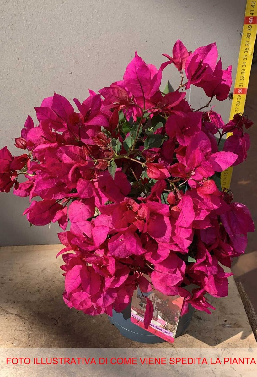 BOUGAINVILLEA SANDERIANA FUCSIA VASO 19CM