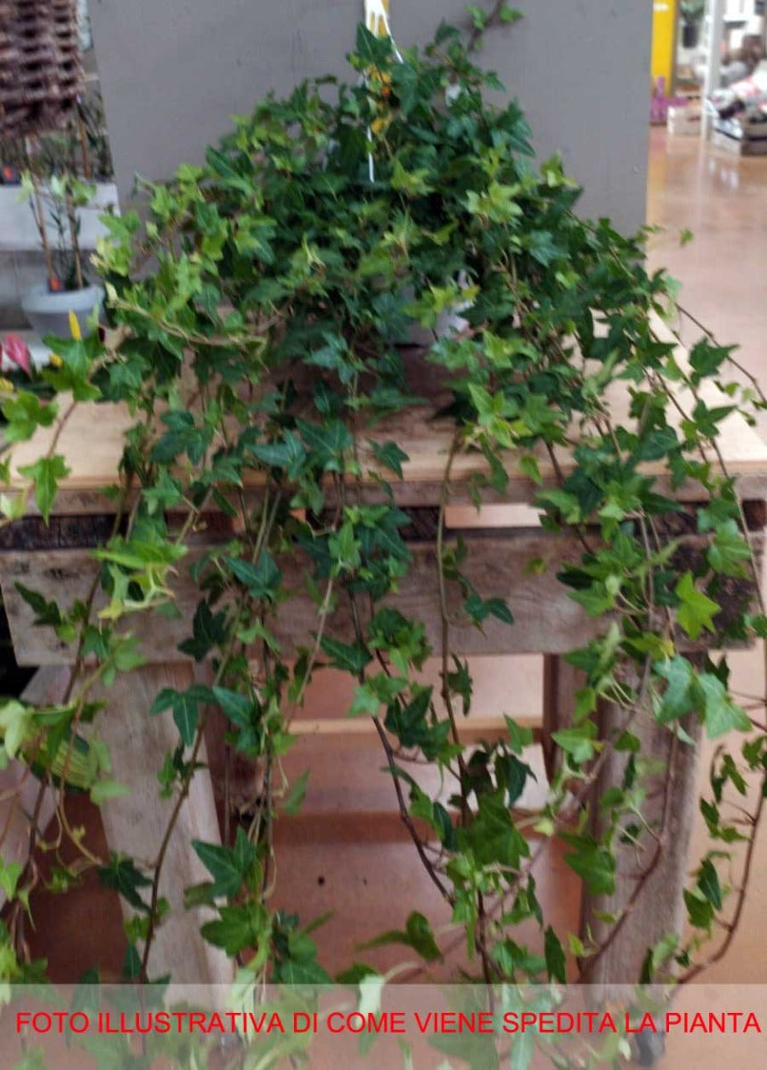 EDERA HELIX IN BASKET APPENDIBILE 15CM