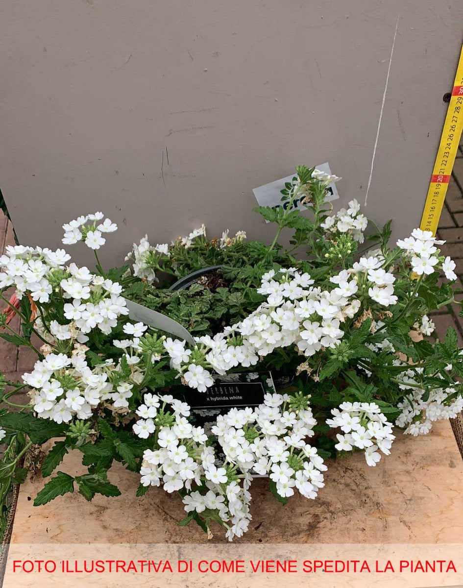 VERBENA HYBRIDA WHITE IN VASO 18CM