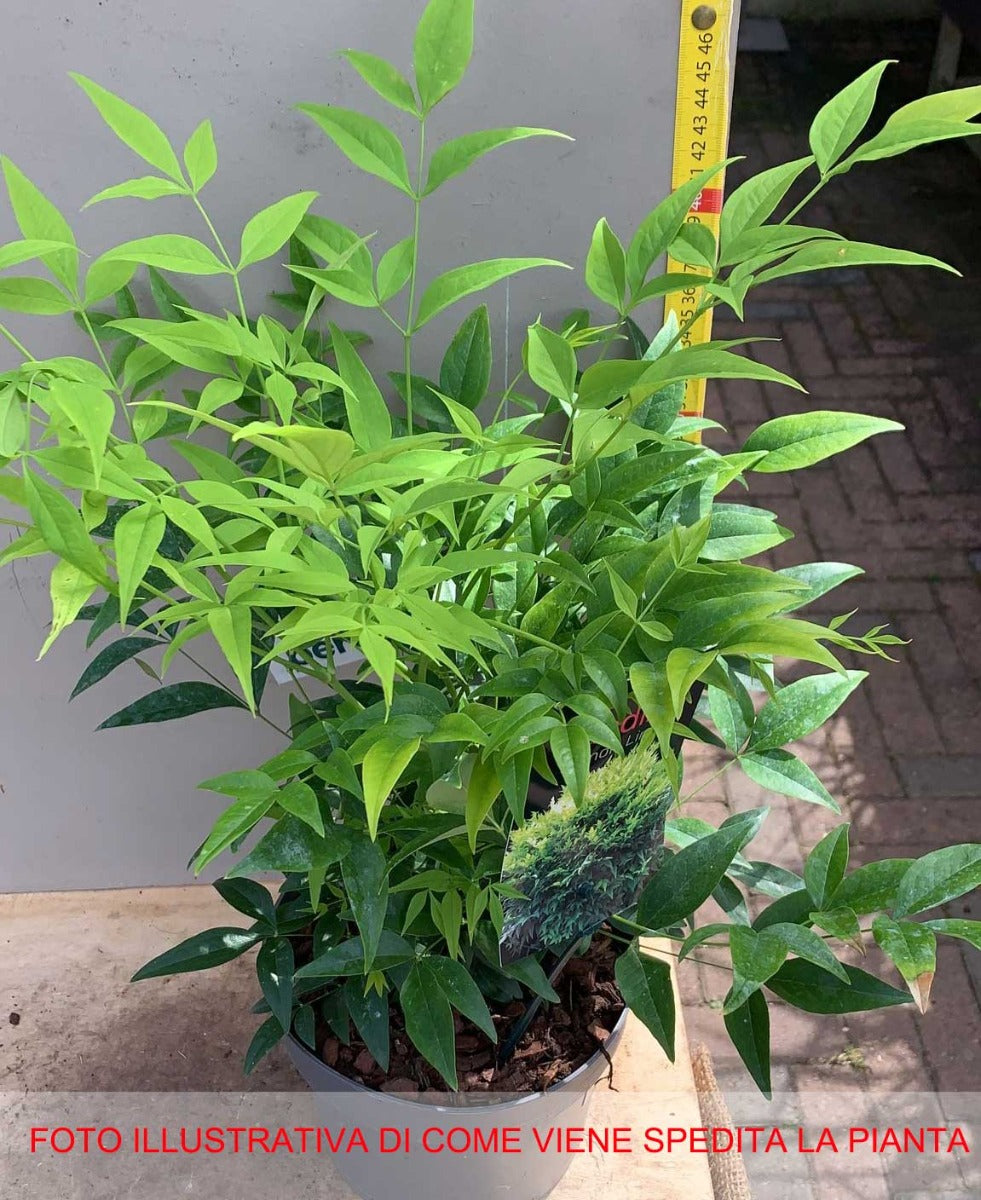 NANDINA DOMESTICA LEMON AND LIME IN VASO 17CM
