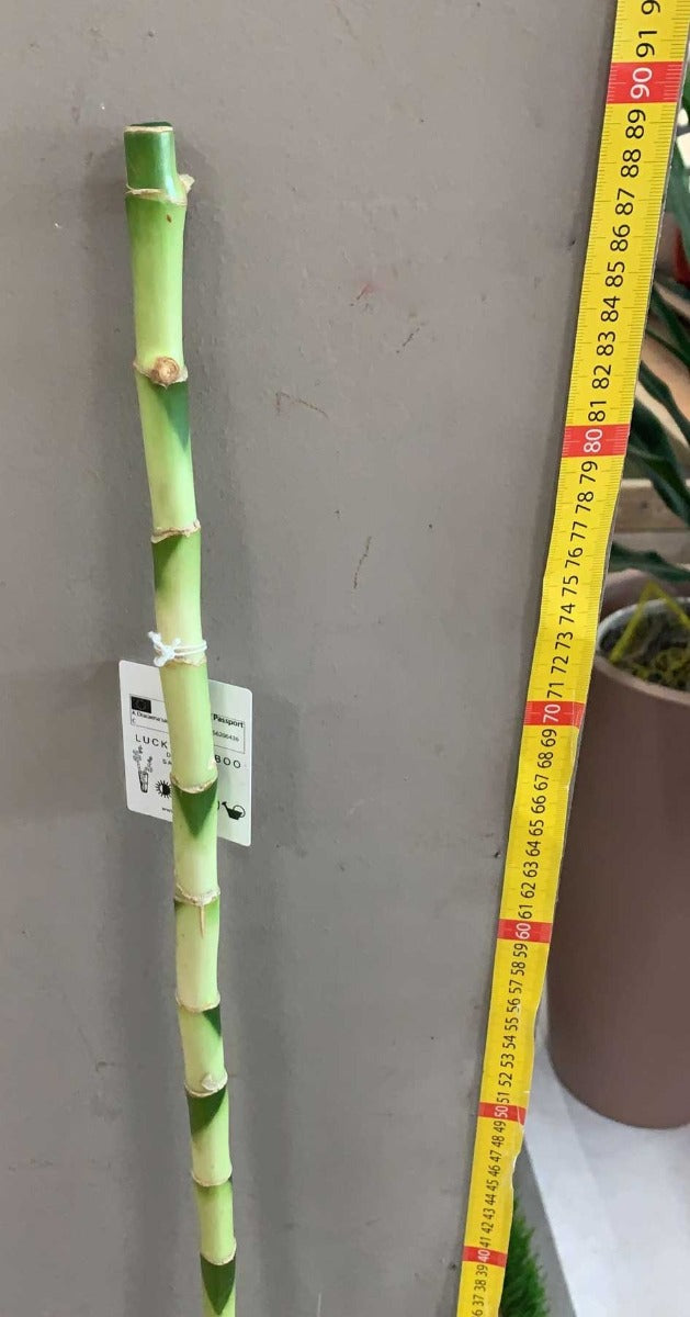 OFFERTA 10 LUCKY BAMBOO 90CM (BAMBÙ DELLA FORTUNA)