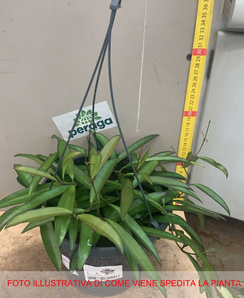 HOYA WAYETII FIORE DI CERA VASO 19CM