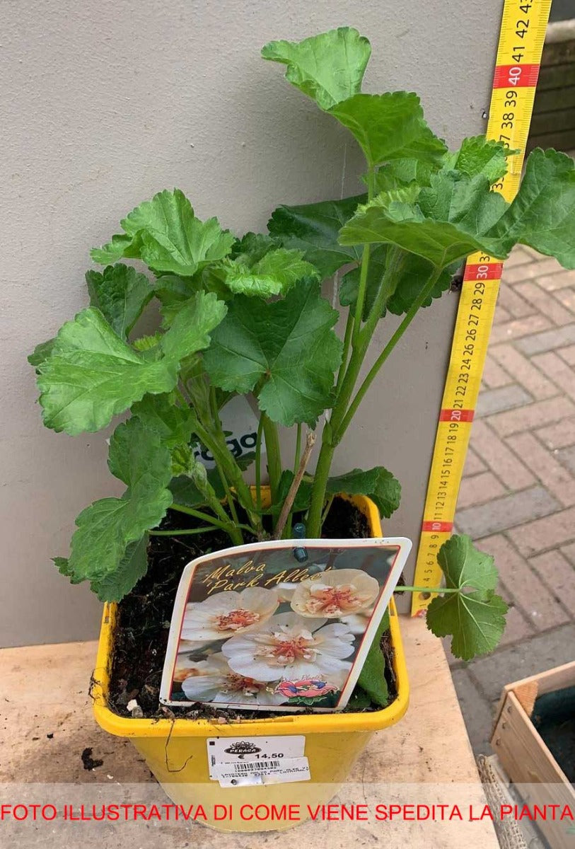 MALVA PARK ALLEY IN VASO 19CM