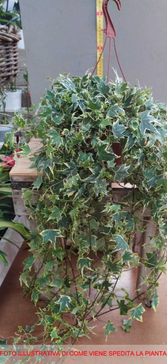 EDERA HELIX VARIEGATA IN BASKET APPENDIBILE 20CM