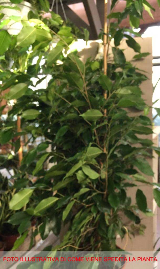 FICUS BENJAMIN EXOTICA VASO 27CM