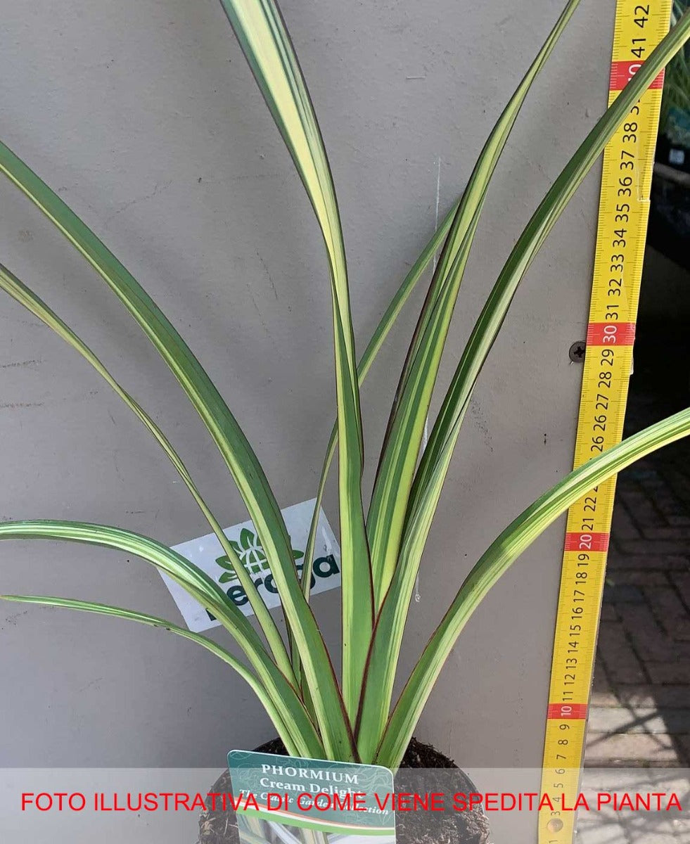 PHORMIUM CREAM DELIGHT VASO 13CM