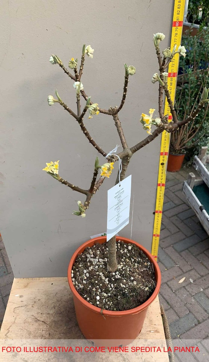 HIBISCUS IBISCO SYRIACUS  BIANCO SPECIOSUS IN VASO 19CM