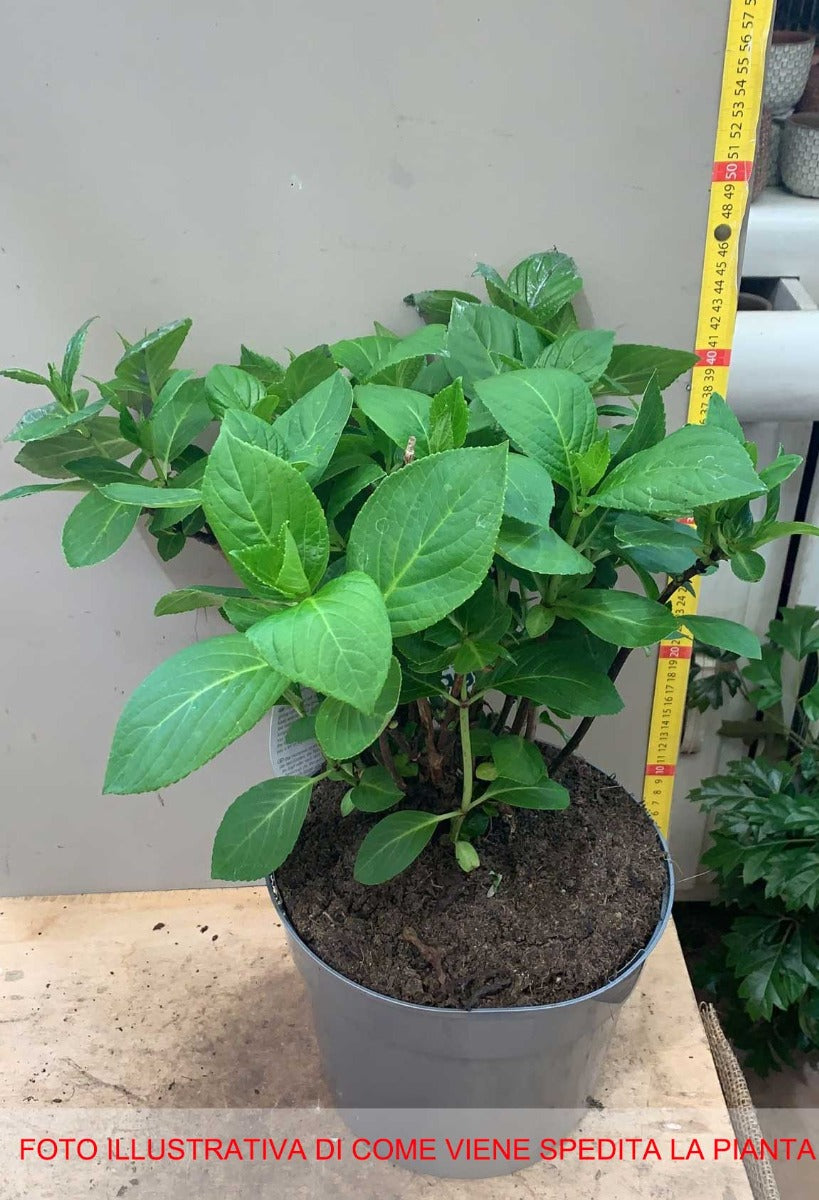ORTENSIA HYDRANGEA MACROPHYLLA WHITE BALL VASO 23CM