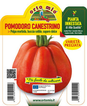 3 PIANTE INNESTATE IN VASO Ø10CM DI POMODORO CANESTRINO LUCCA