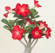 ADENIUM ROSSO ANOUK O ROSA DEL DESERTO VASO 14CM
