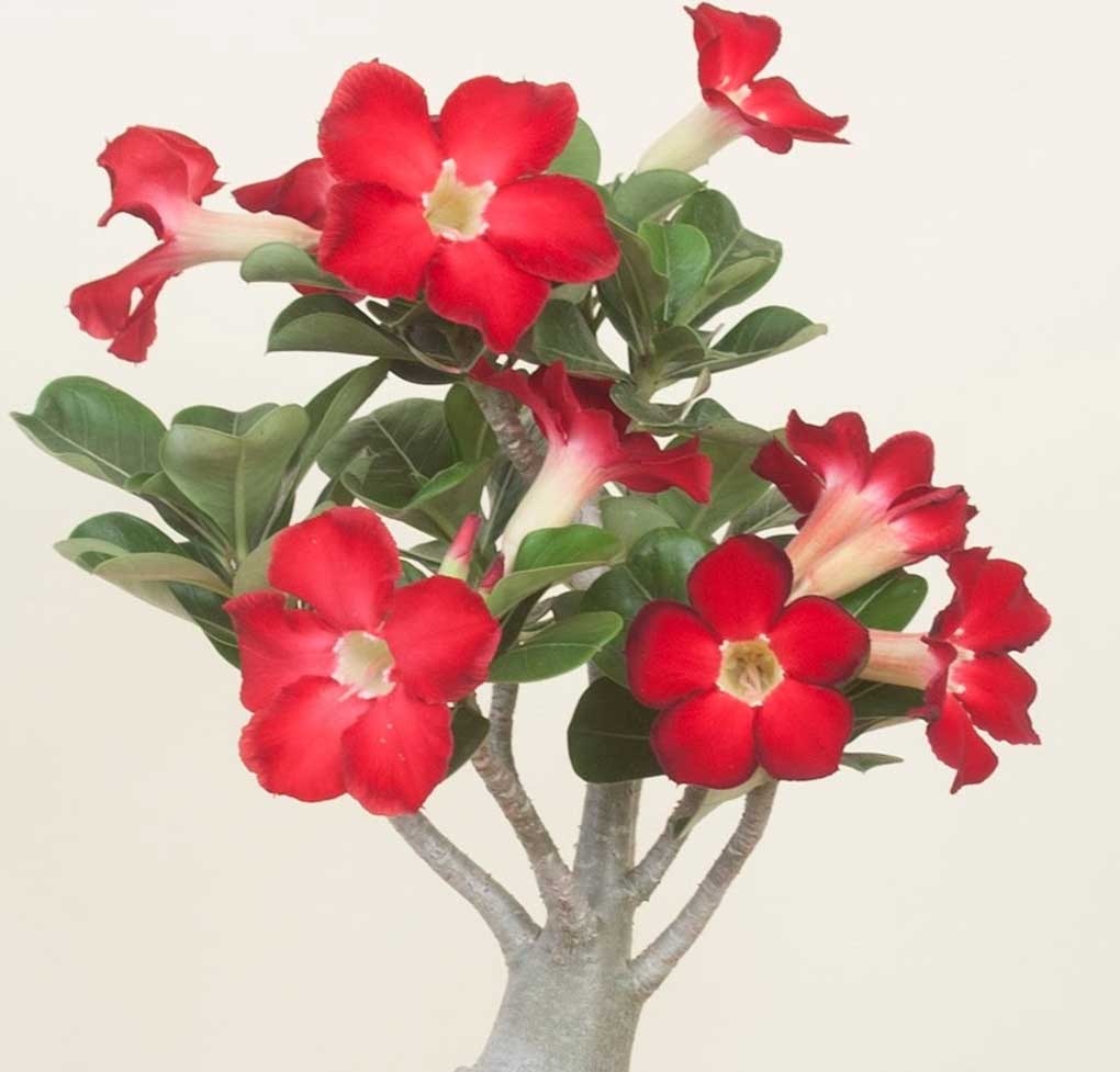 ADENIUM ROSSO ANOUK O ROSA DEL DESERTO VASO 14CM