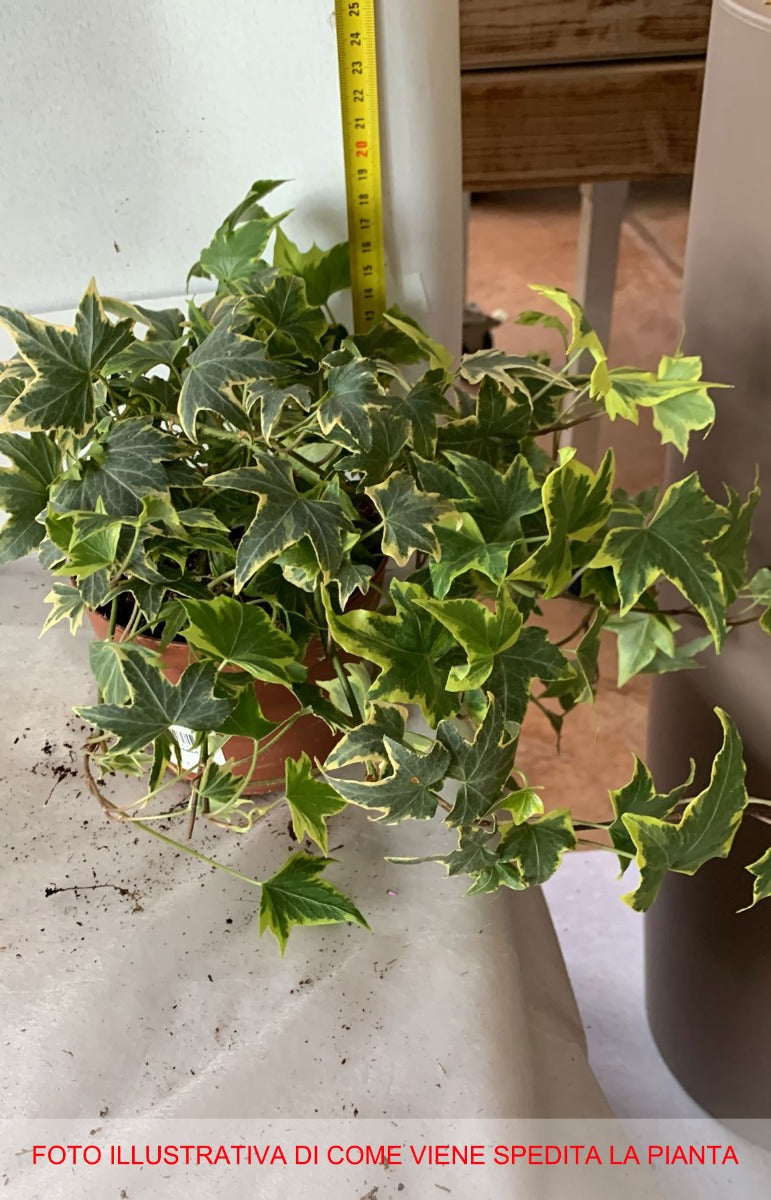 HEDERA HELIX YELLOW RIPPLE IN VASO 13CM