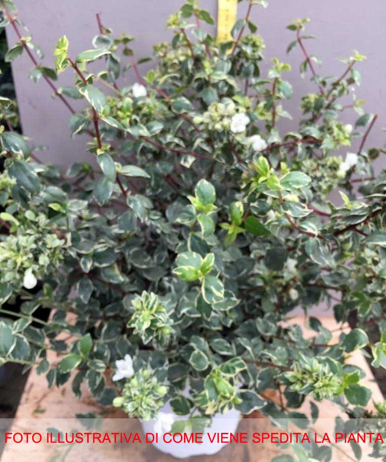 ABELIA GRANDIFLORA SPARKLING SILVER VASO 17CM