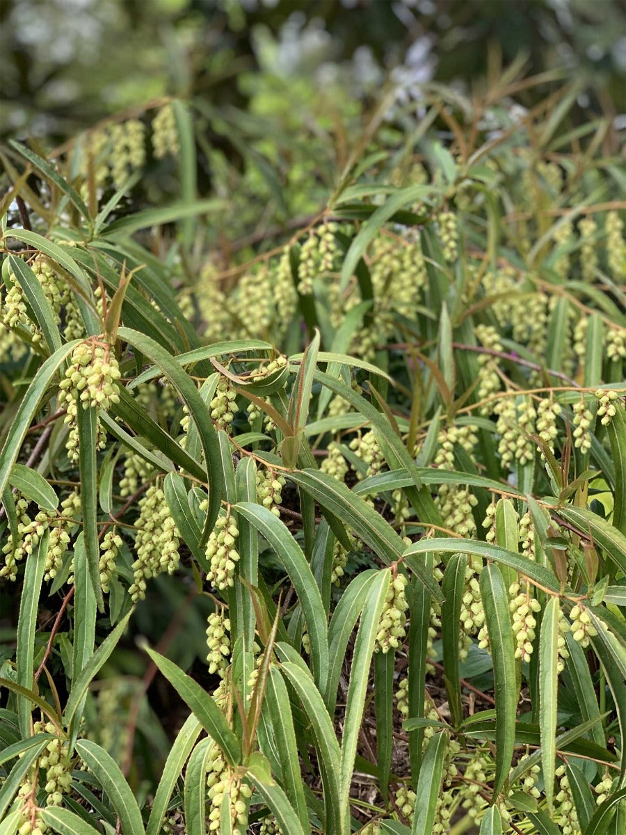 STACHYURUS SALICIFOLIA VASO 17CM