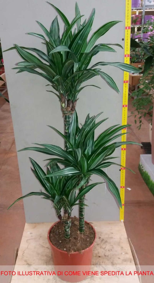 DRACENA WHITE STRIPE TRONCHETTO DELLA FELICITÀ VASO 19CM