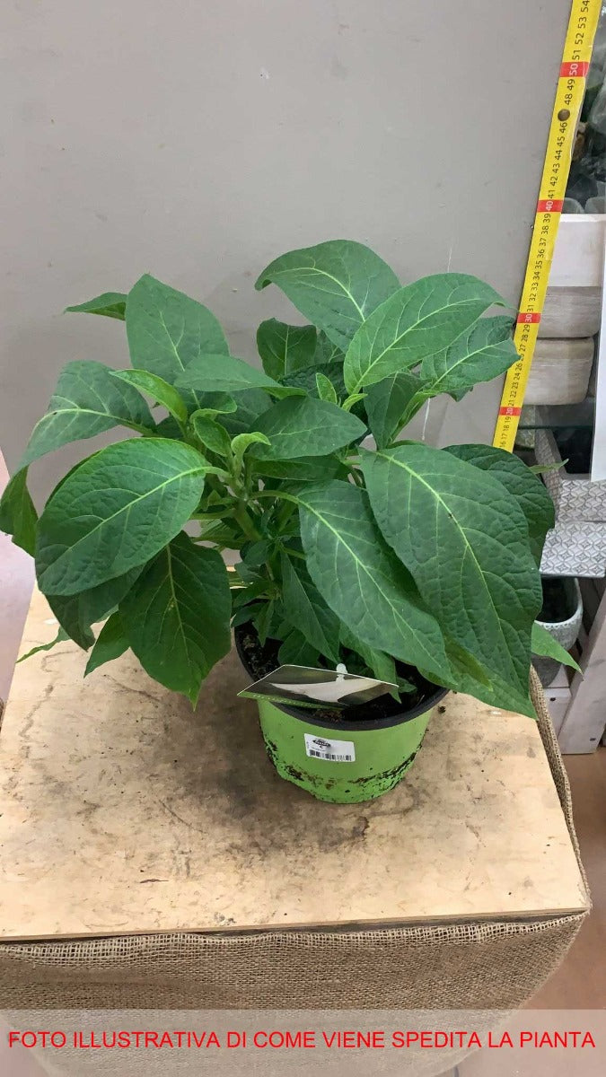 BRUGMANSIA DATURA VASO 19CM