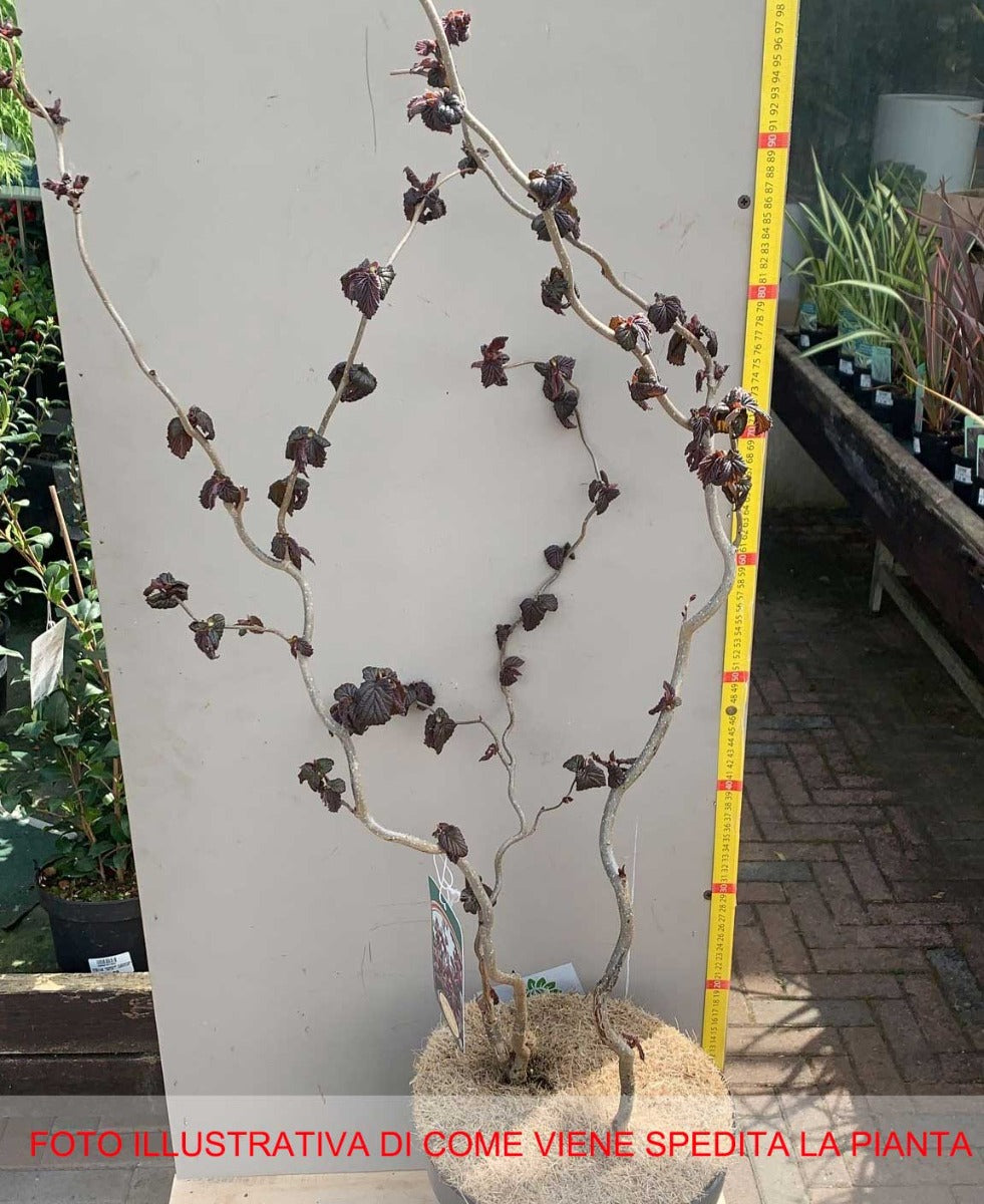 CORYLUS AVELLANA CONTORTA RED MAJESTIC IN VASO 26CM