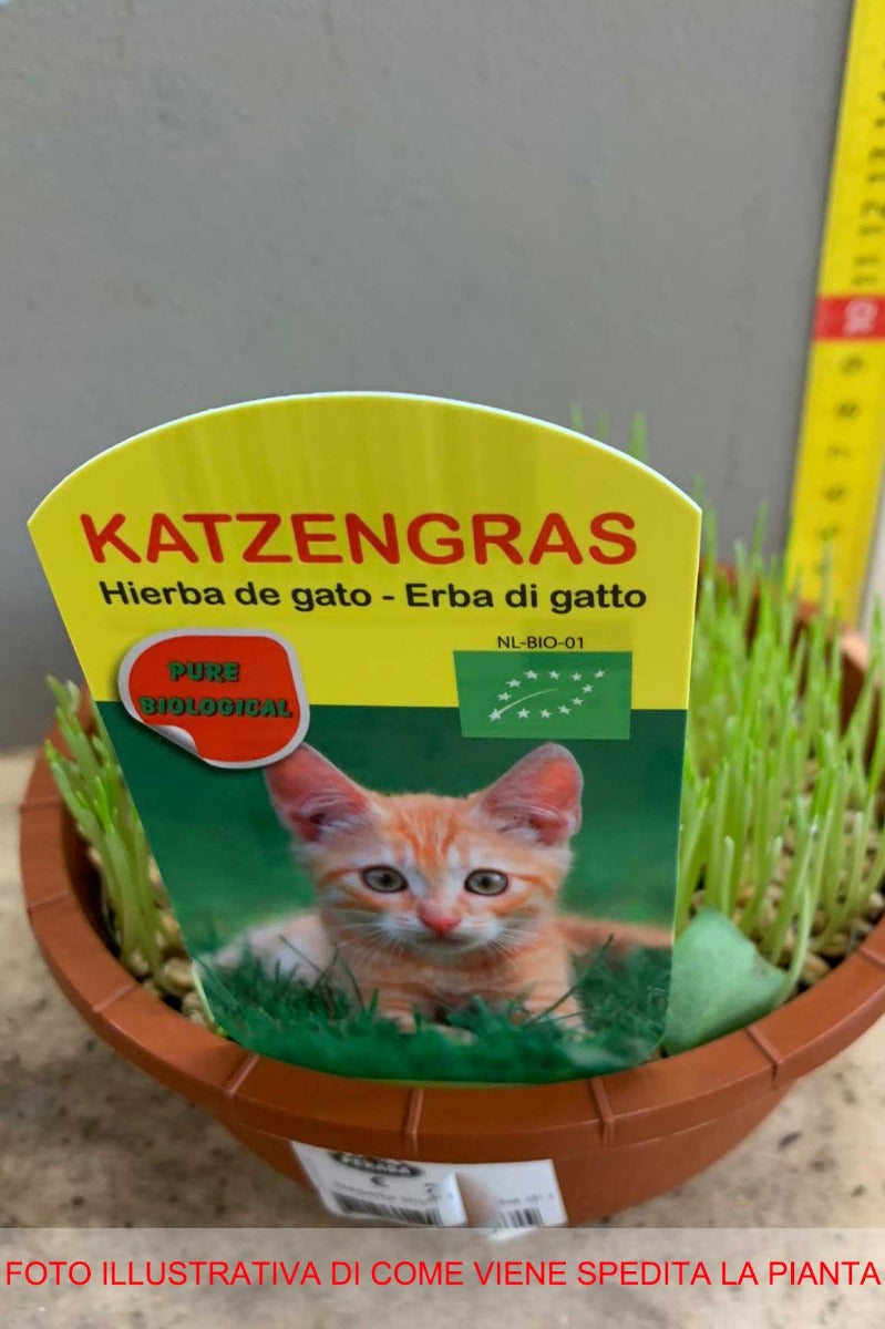 NEPETA MUSSINII ERBA GATTA IN VASO 16CM