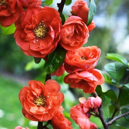CHAENOMELES MANGO STORM COTOGNO GIAPPONESE IN VASO 18CM