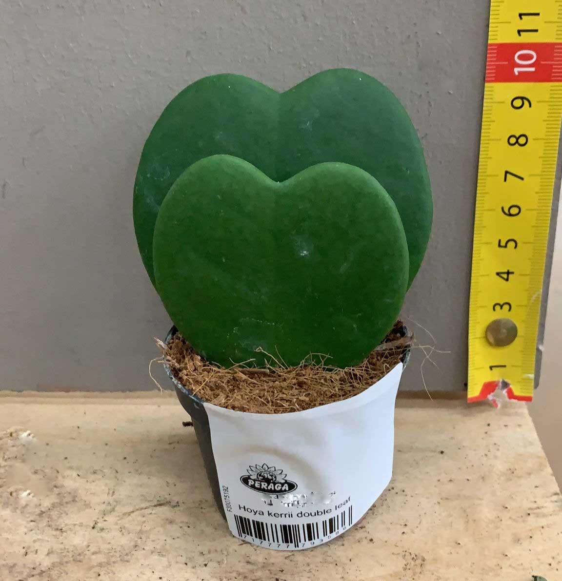 HOYA KERRII DOPPIA FOGLIA FIORE DI CERA VASO DA 6 A 7,5CM