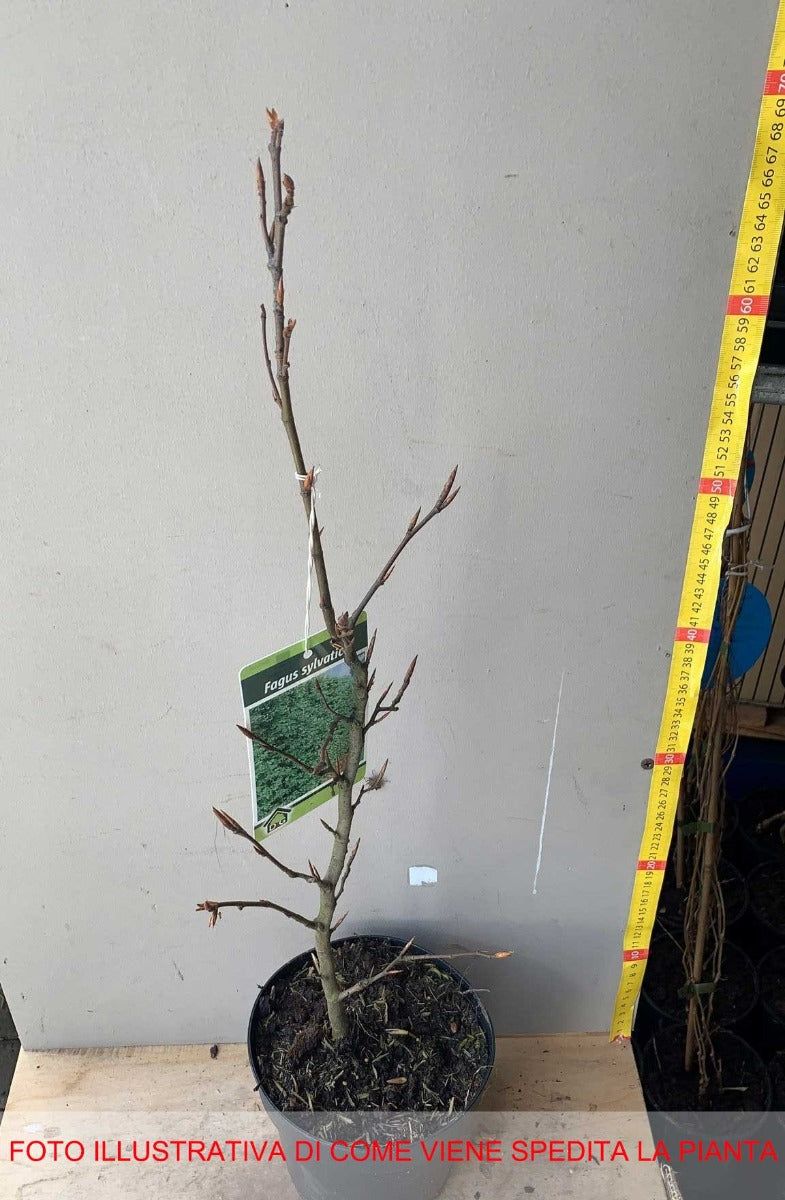 FAGUS FAGGIO SYLVATICA VASO 17CM