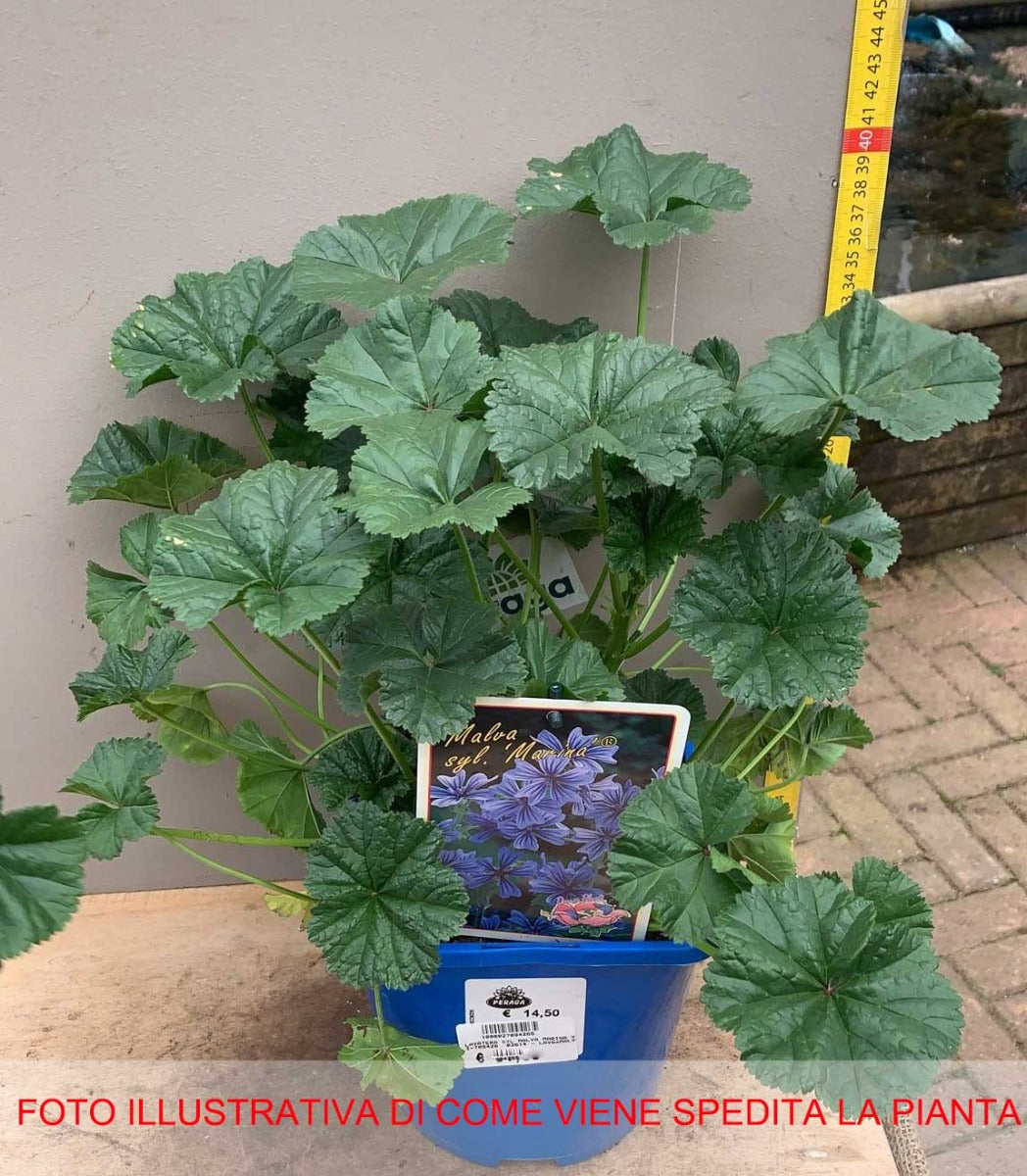 MALVA MARINA IN VASO 19CM