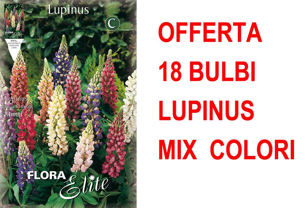 OFFERTA 18 BULBI LUPINUS MIX DI COLORI