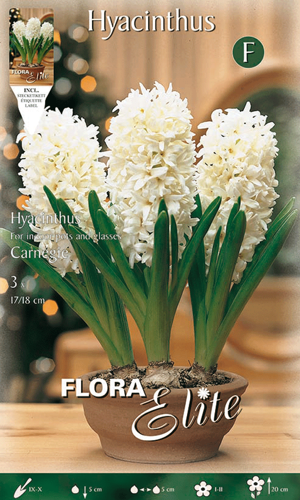 GIACINTO CARNEGIE (CONFEZIONE DA 3 BULBI)