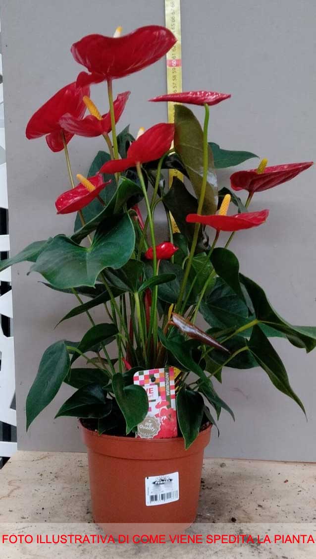 ANTHURIUM IDAHO ROSSO IN VASO 17CM