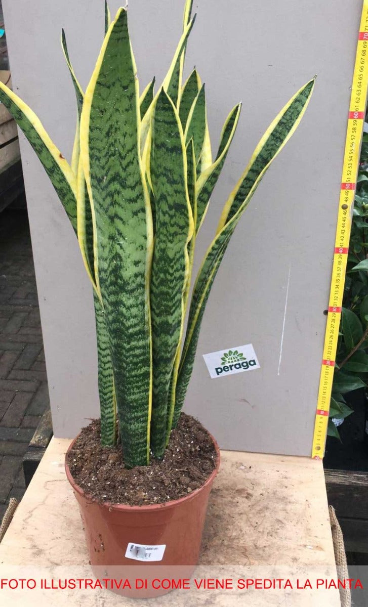 SANSEVIERIA LAURENTII IN VASO 21CM