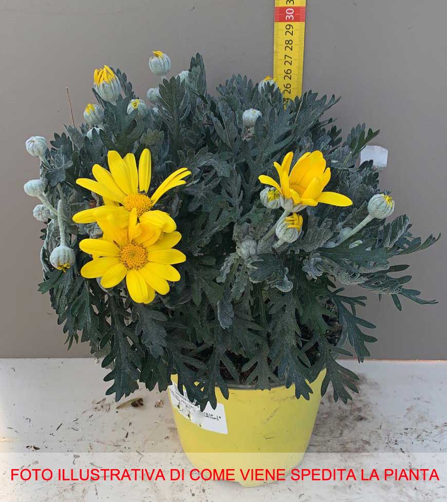 EURYOPS PECTINATUS VASO 14CM