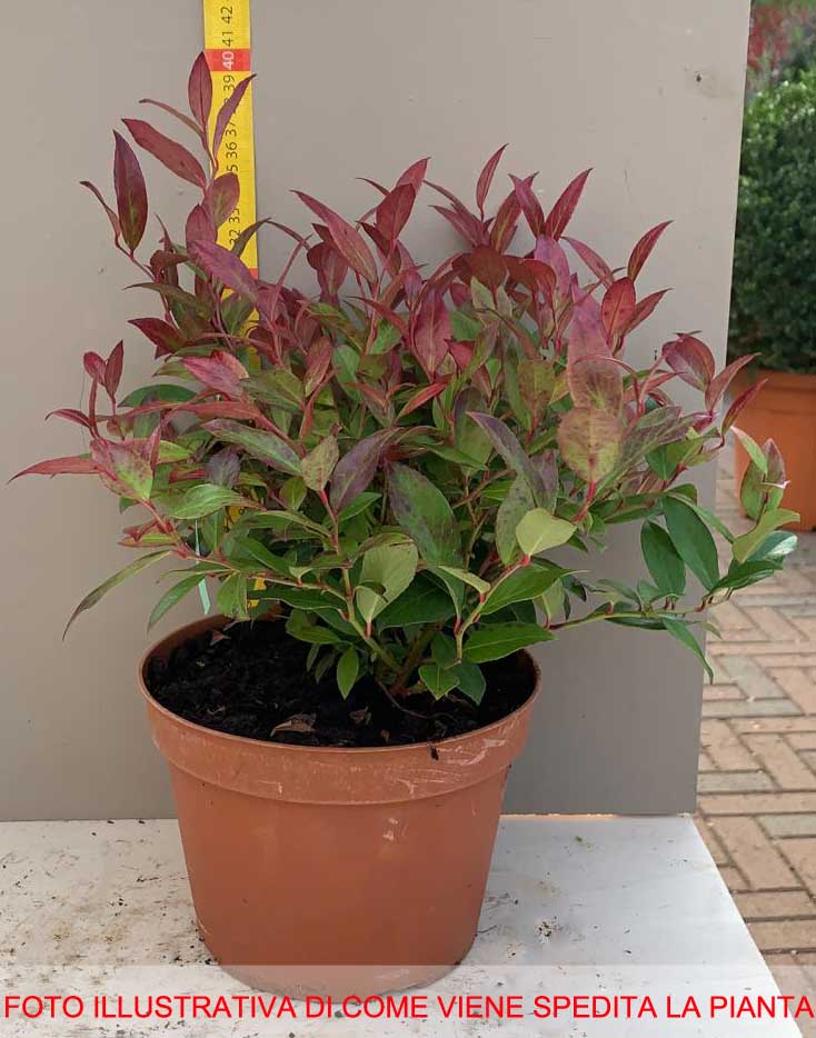 LEUCOTHOE SCARLETTA VASO 18CM