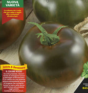 3 PIANTE IN VASO Ø10CM DI POMODORO NERO DI CRIMEA KAKAO