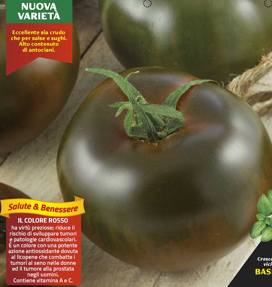 3 PIANTE IN VASO Ø10CM DI POMODORO NERO DI CRIMEA KAKAO