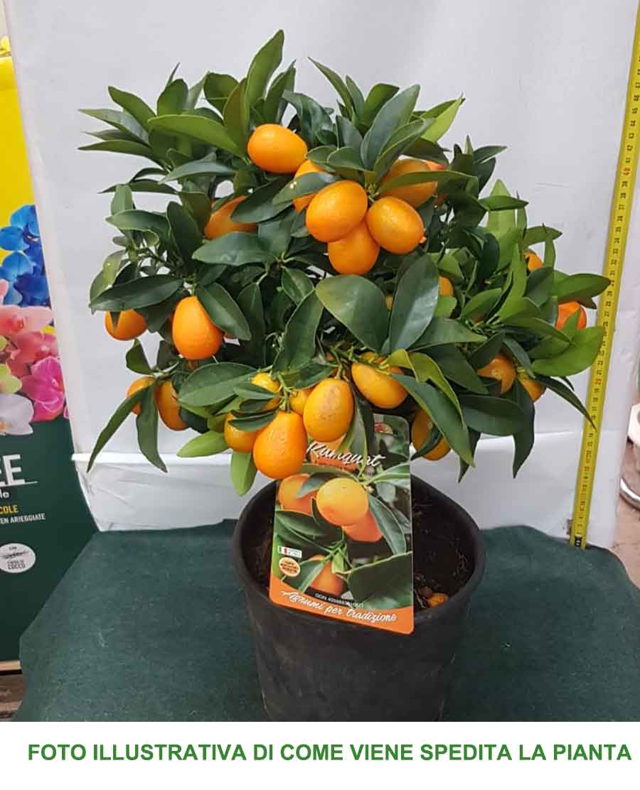 KUMQUAT MARGARITA MANDARINO CINESE IN VASO 18CM