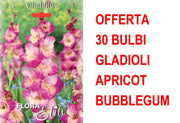 OFFERTA 30 BULBI GLADIOLO A FIORI GRANDI APRICOT BUBBLEGUM