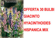 OFFERTA 30 BULBI GIACINTO HYACINTHOIDES HISPANICA MIX