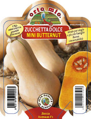 3 PIANTE IN VASO Ø10CM DI ZUCCHETTA DOLCE BUTTERNUT