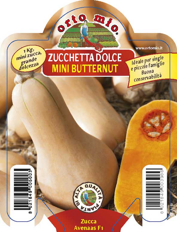 3 PIANTE IN VASO Ø10CM DI ZUCCHETTA DOLCE BUTTERNUT