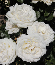 ROSA MON JARDIN ET MA MAISON RAMPICANTE PROFUMATA IN VASO 19CM