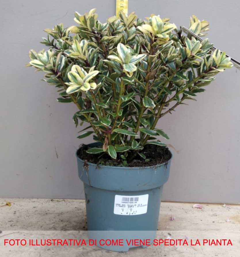 HEBE TRICOLOR VASO 15CM