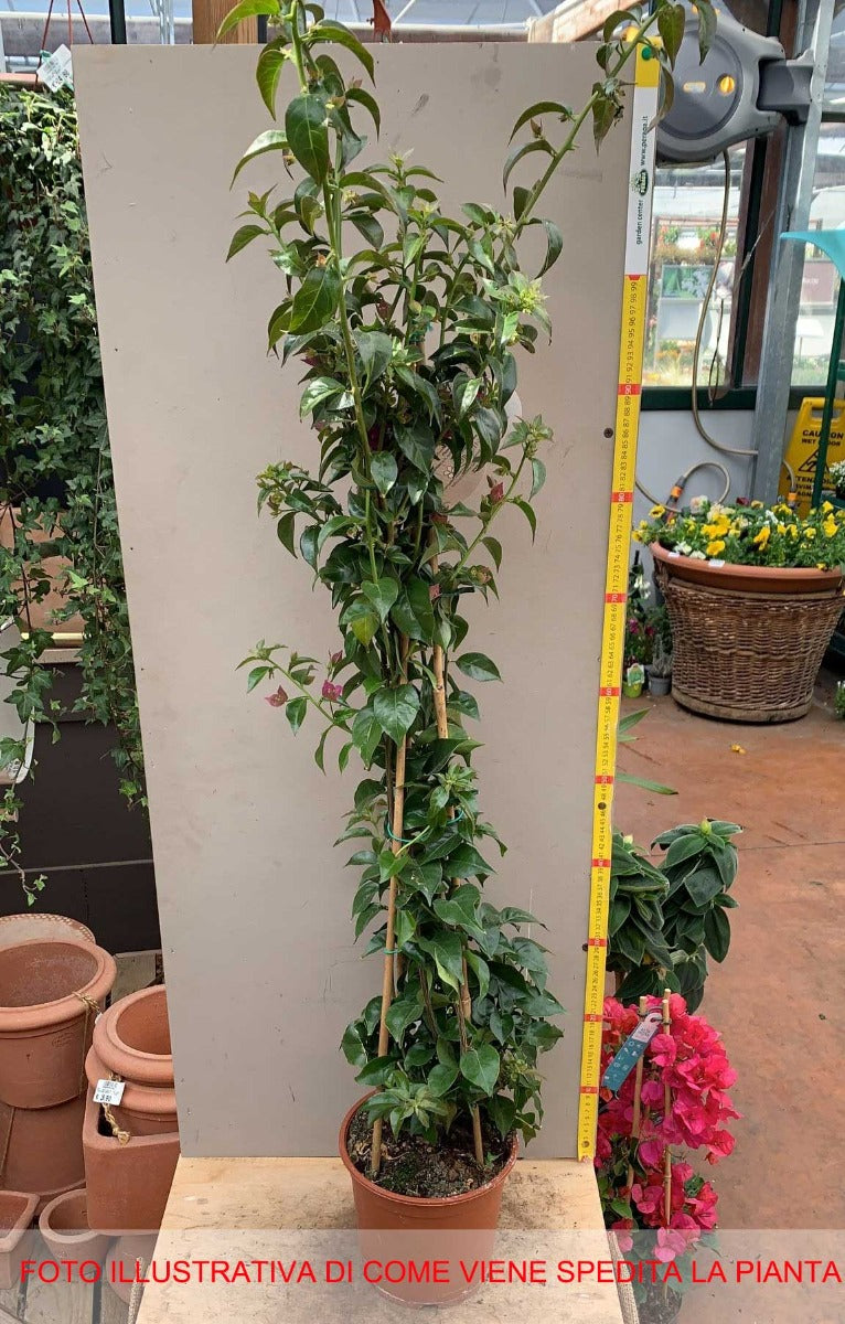 BOUGAINVILLEA SANDERIANA GLABRA H95CM